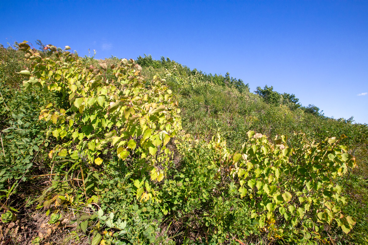 Прохоры, image of landscape/habitat.