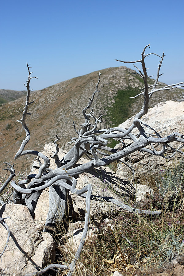 Горы Алатау, image of landscape/habitat.