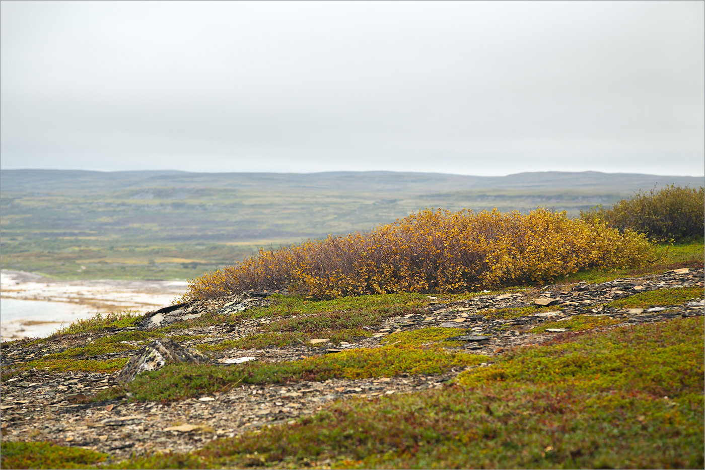 Губа Большая Мотка, image of landscape/habitat.