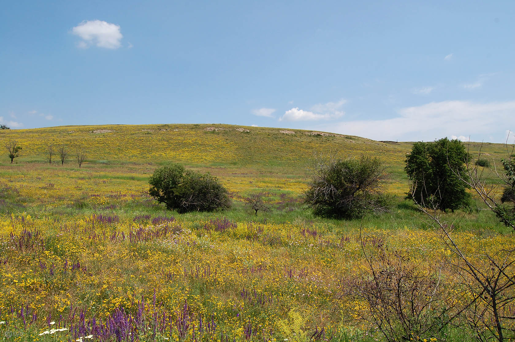 Провалье, Калиновский участок, image of landscape/habitat.