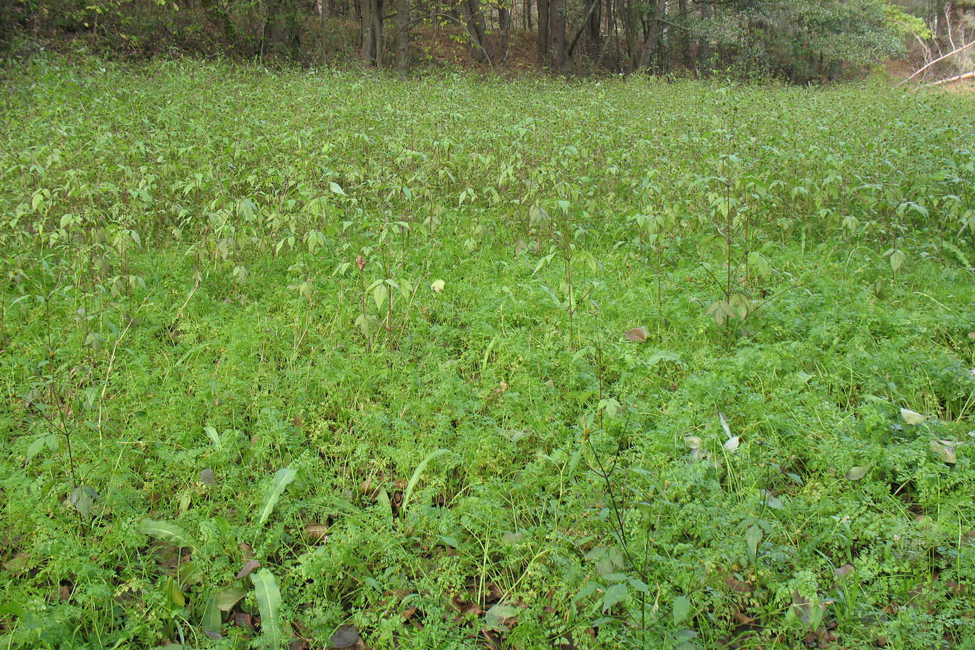 Пойма р. Речма, image of landscape/habitat.