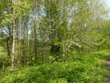 Image of landscape