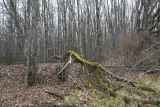 Окрестности села Хитрово, image of landscape/habitat.
