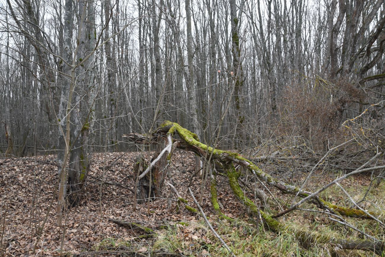 Окрестности села Хитрово, image of landscape/habitat.