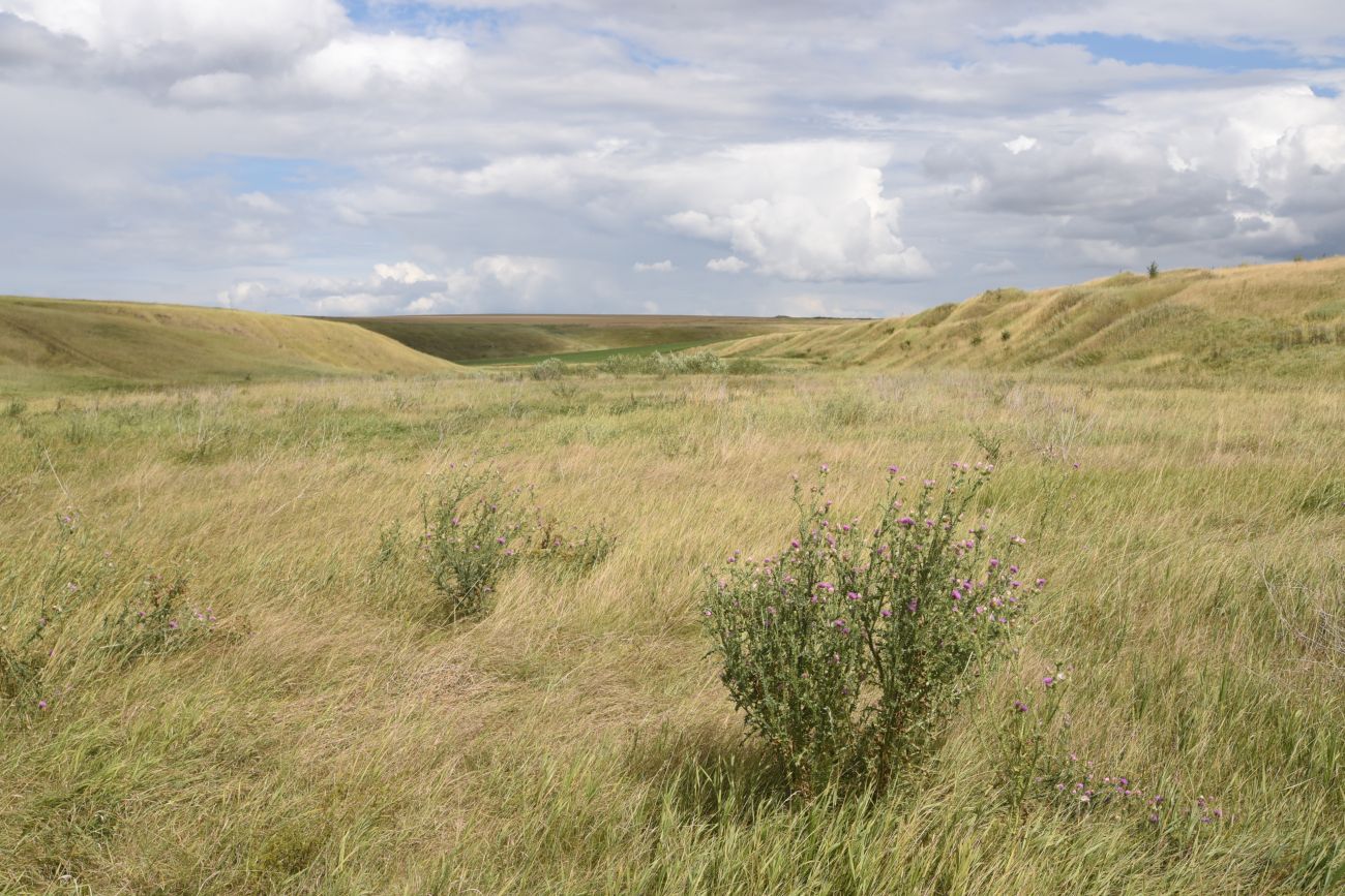 Балка Кочуровка, image of landscape/habitat.