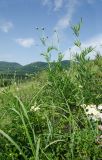Крыктытау, image of landscape/habitat.