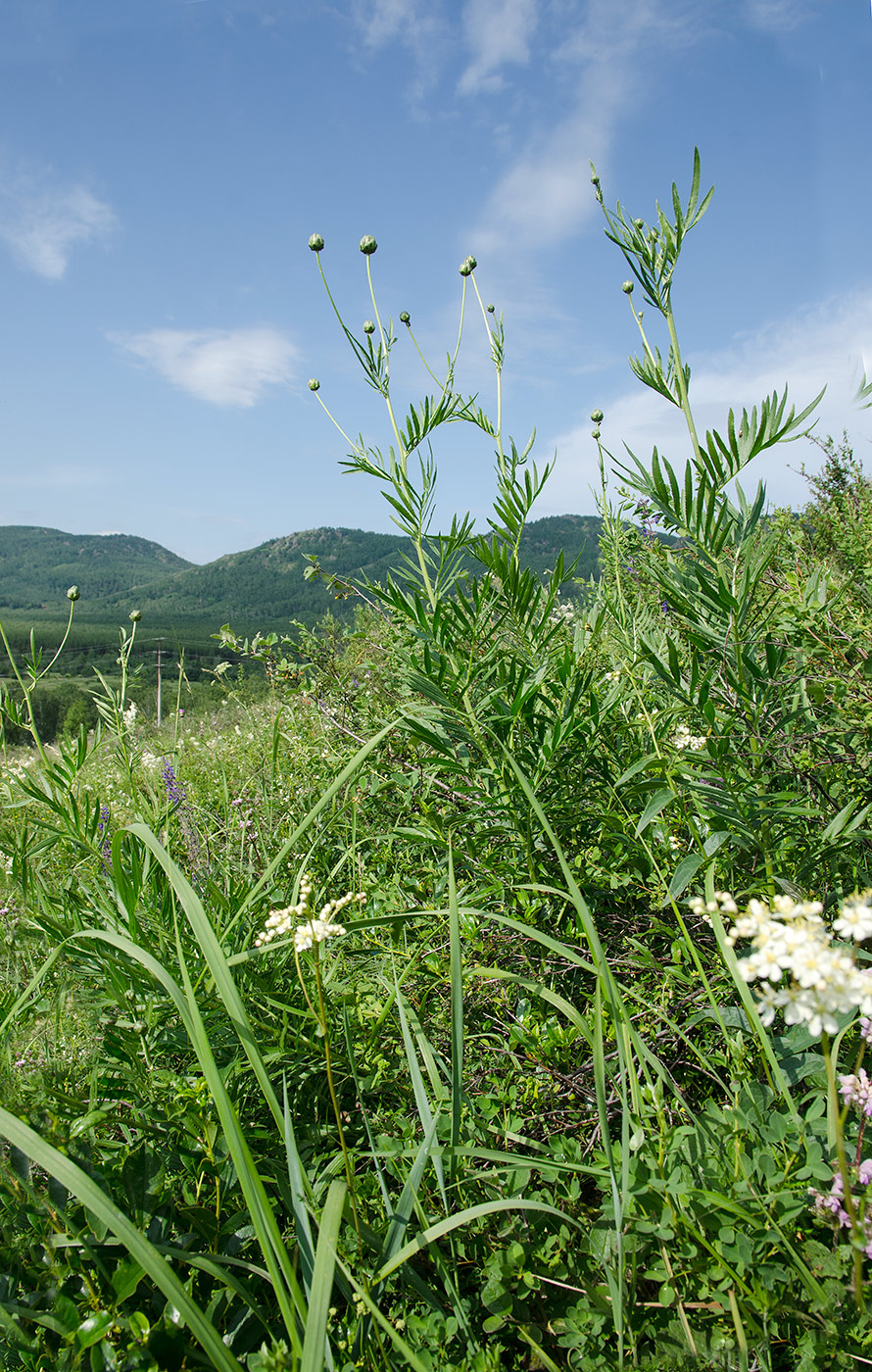 Крыктытау, image of landscape/habitat.