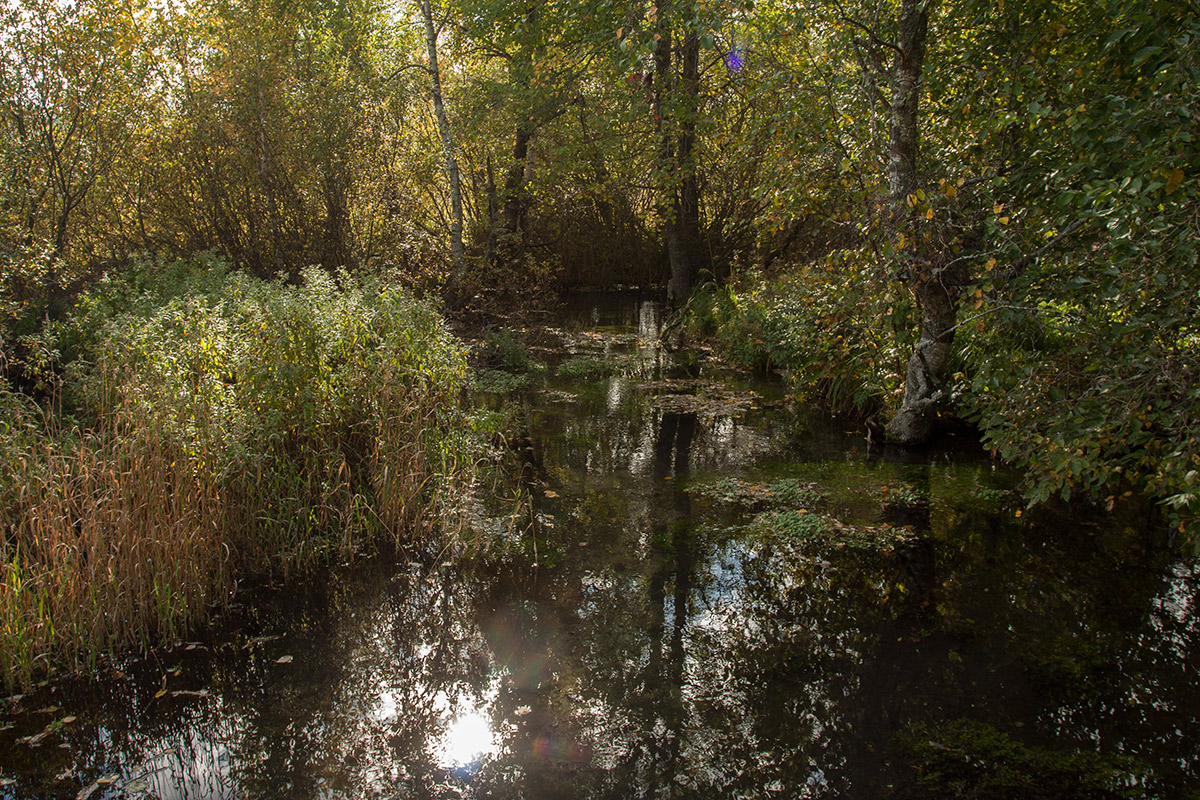 Истоки Шингарки, image of landscape/habitat.