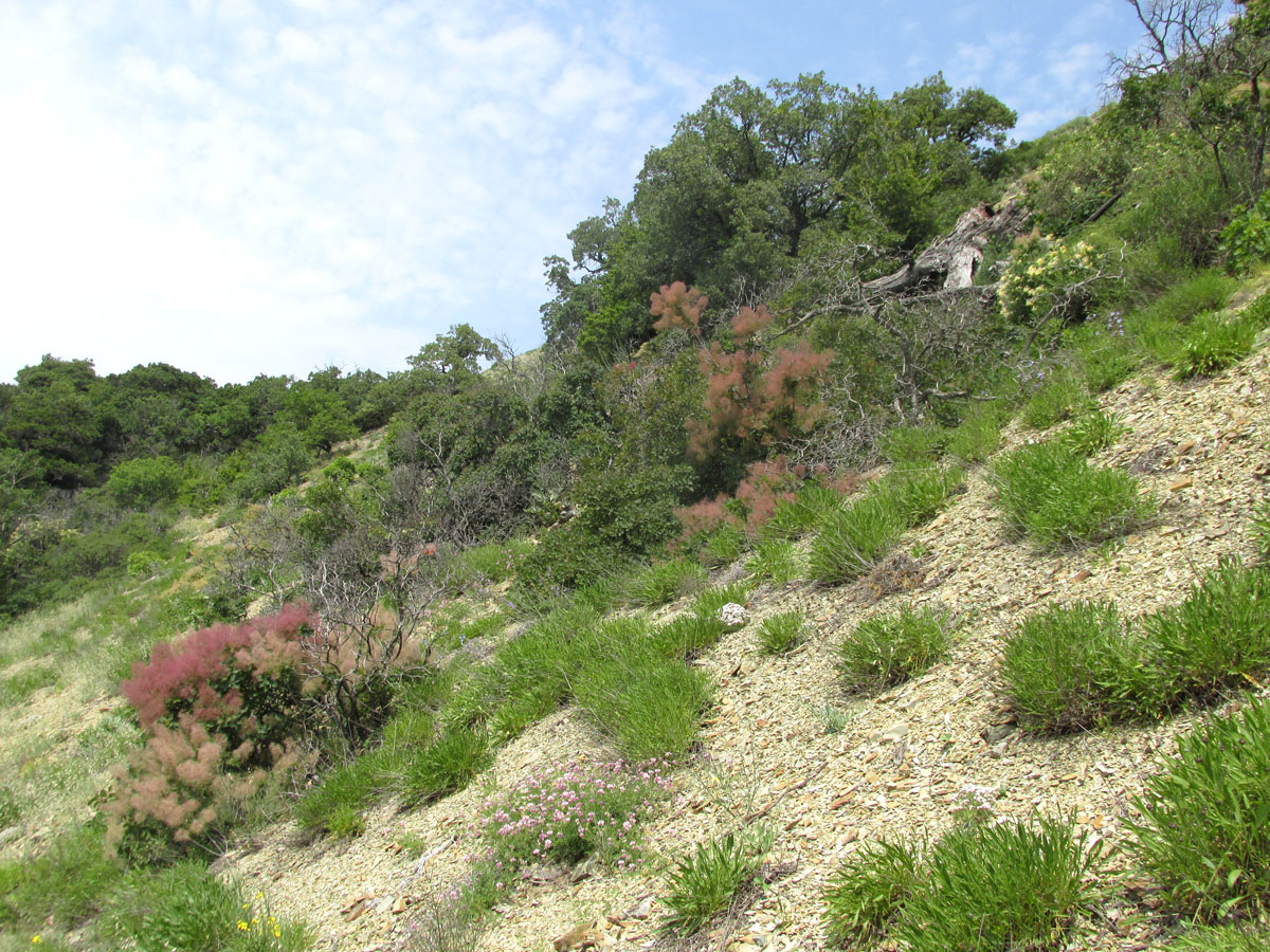 Большой Утриш, гора Солдатская, image of landscape/habitat.