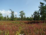 Ола и окрестности, image of landscape/habitat.