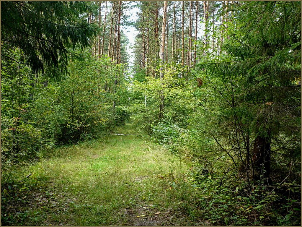 Урочище Торф, image of landscape/habitat.