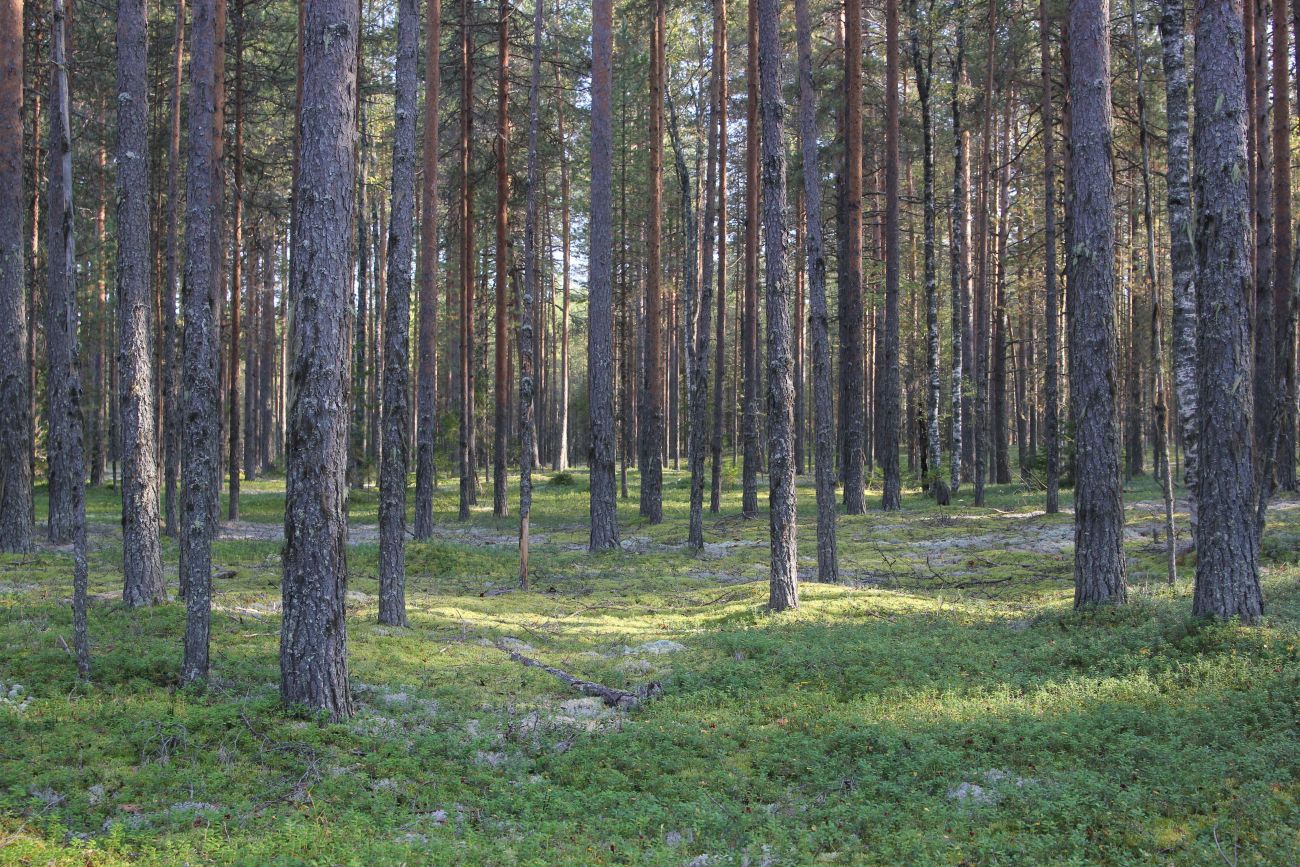 Окрестности устья реки Вига, image of landscape/habitat.