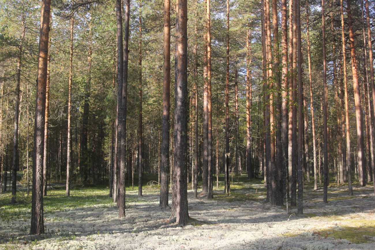 Окрестности устья реки Вига, image of landscape/habitat.