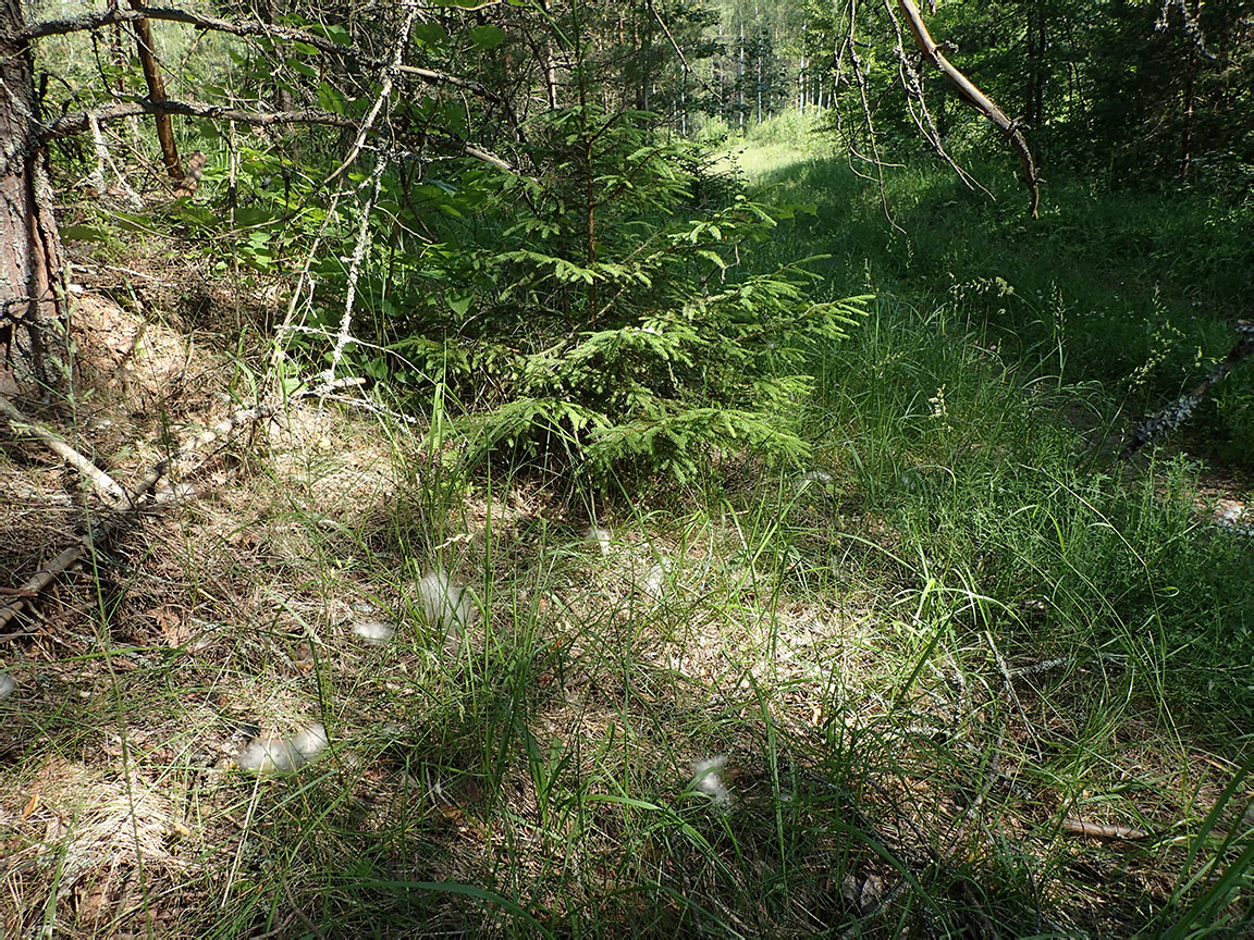 Запрудня, image of landscape/habitat.