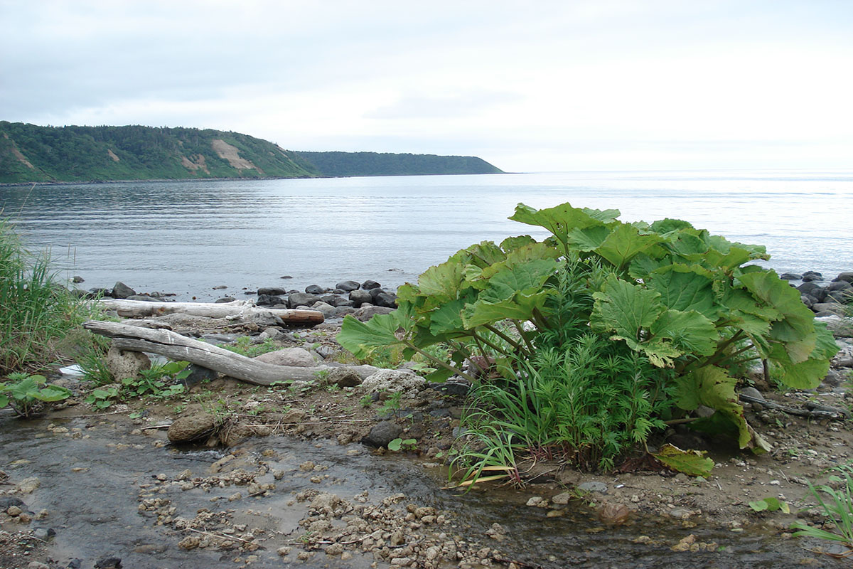 Залив Доброе Начало, image of landscape/habitat.