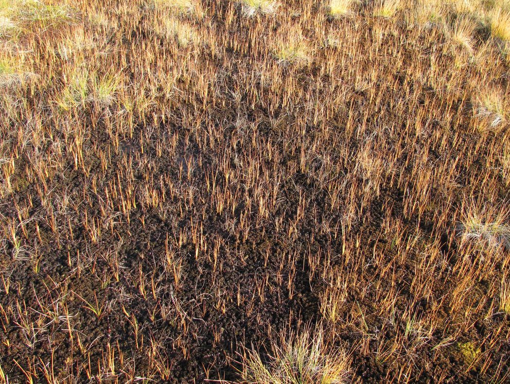 Северные окрестности Архангельска, image of landscape/habitat.