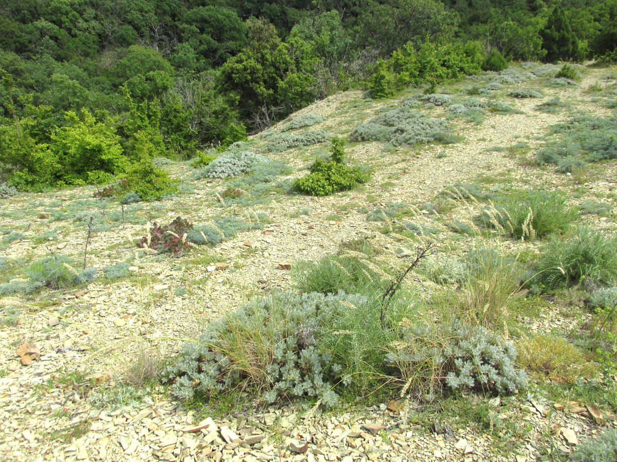 Большой Утриш, гора Солдатская, image of landscape/habitat.