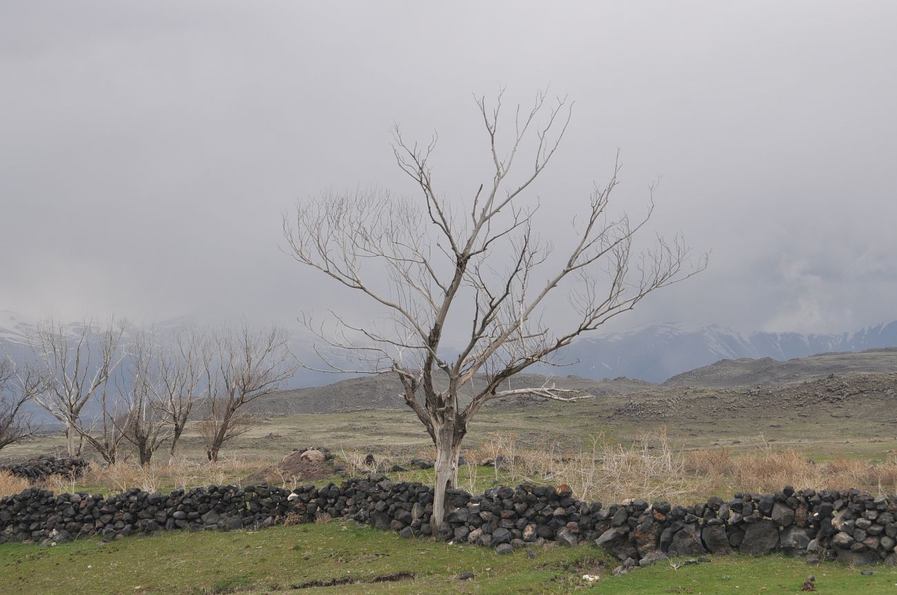 Юго-западное подножие Арарата, image of landscape/habitat.