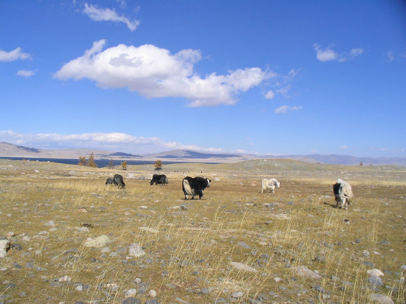 Окрестности озера Хурган-Нур, image of landscape/habitat.