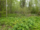 Image of landscape