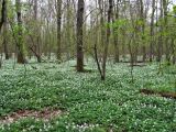 Пасовский лес, image of landscape/habitat.