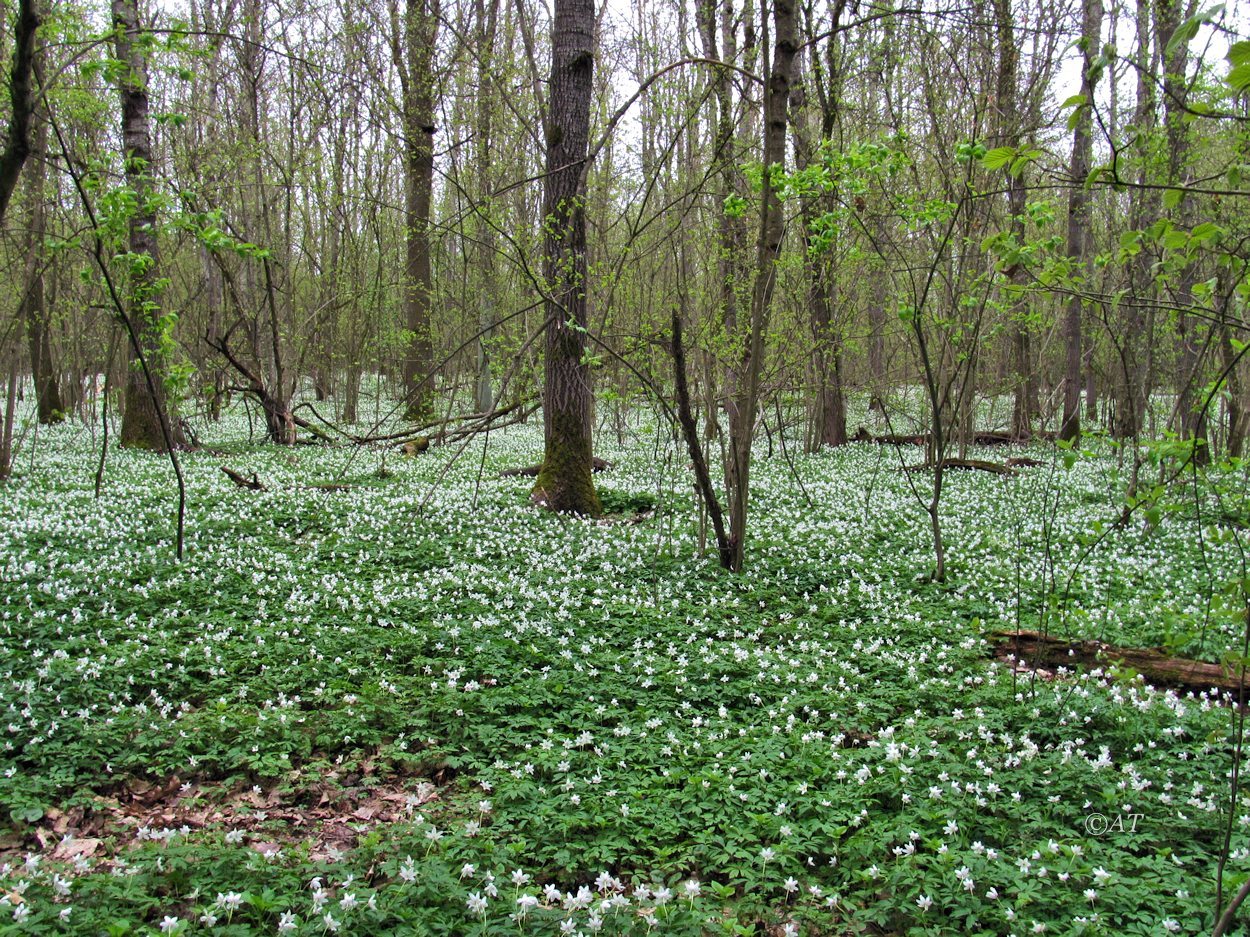 Пасовский лес, image of landscape/habitat.