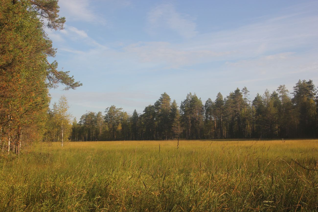 Окрестности устья реки Вига, image of landscape/habitat.