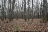 Окрестности села Хитрово, изображение ландшафта.