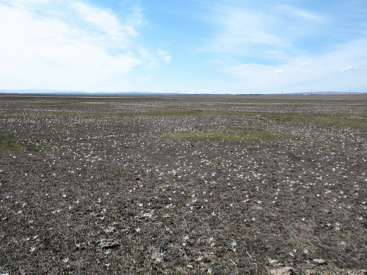 Терс-Ащибулак, image of landscape/habitat.