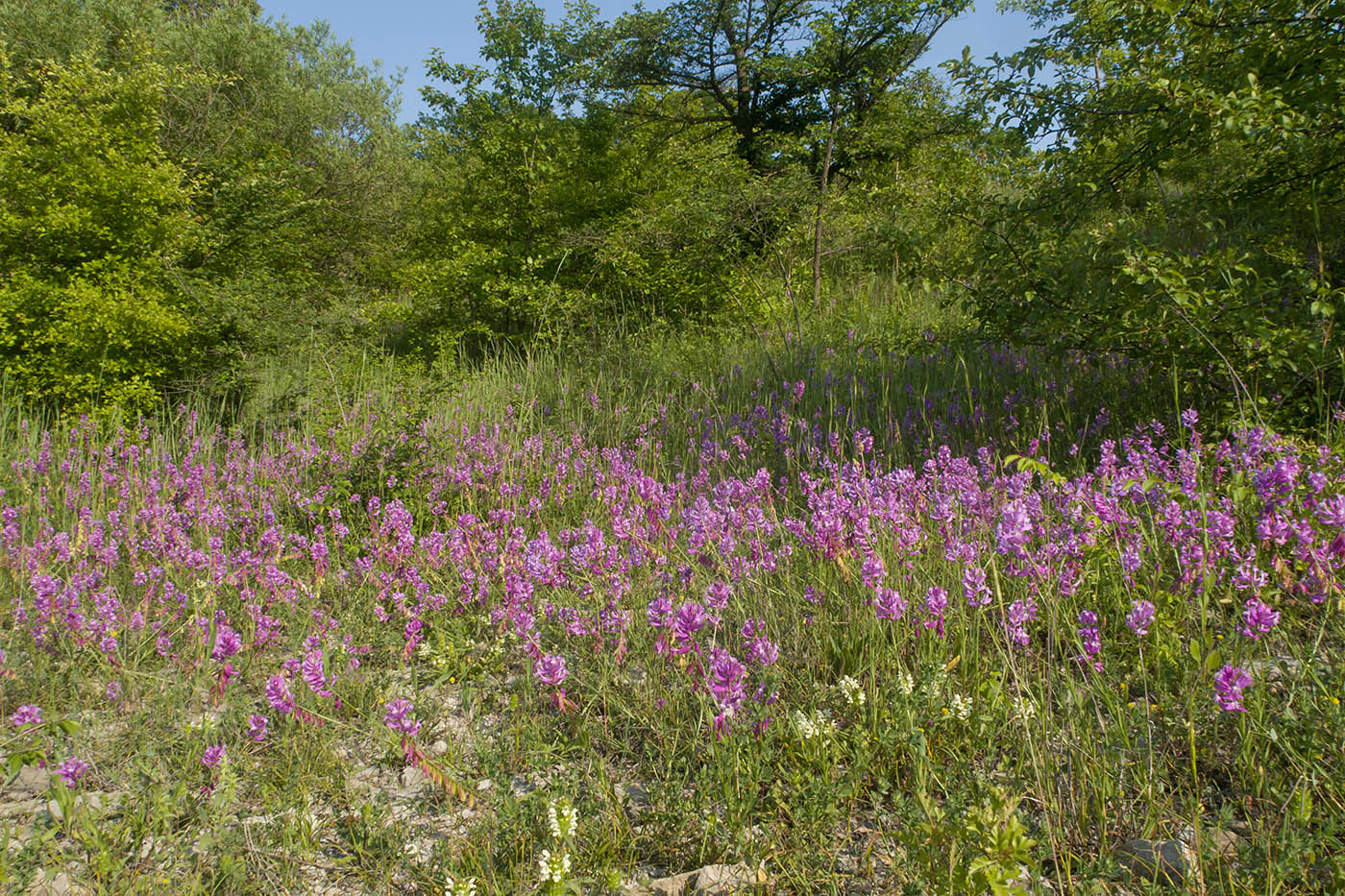 Озерцо на дне карьера, image of landscape/habitat.