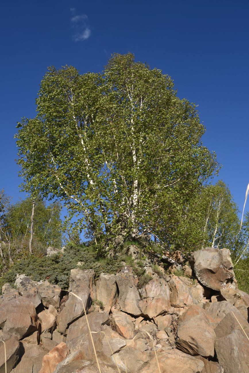 Окрестности озера Немрут, image of landscape/habitat.