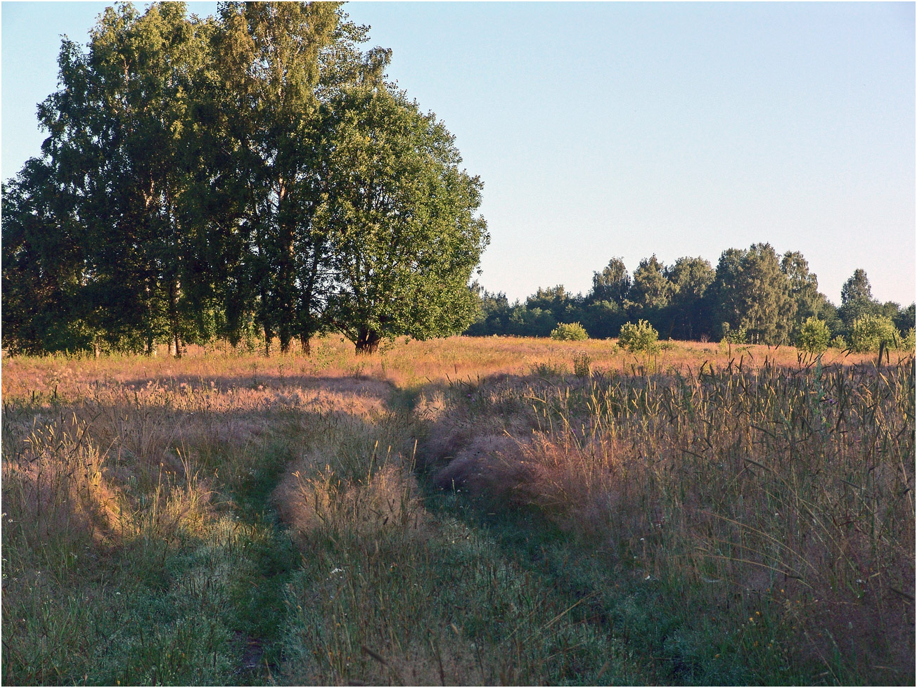 Вазуза, image of landscape/habitat.