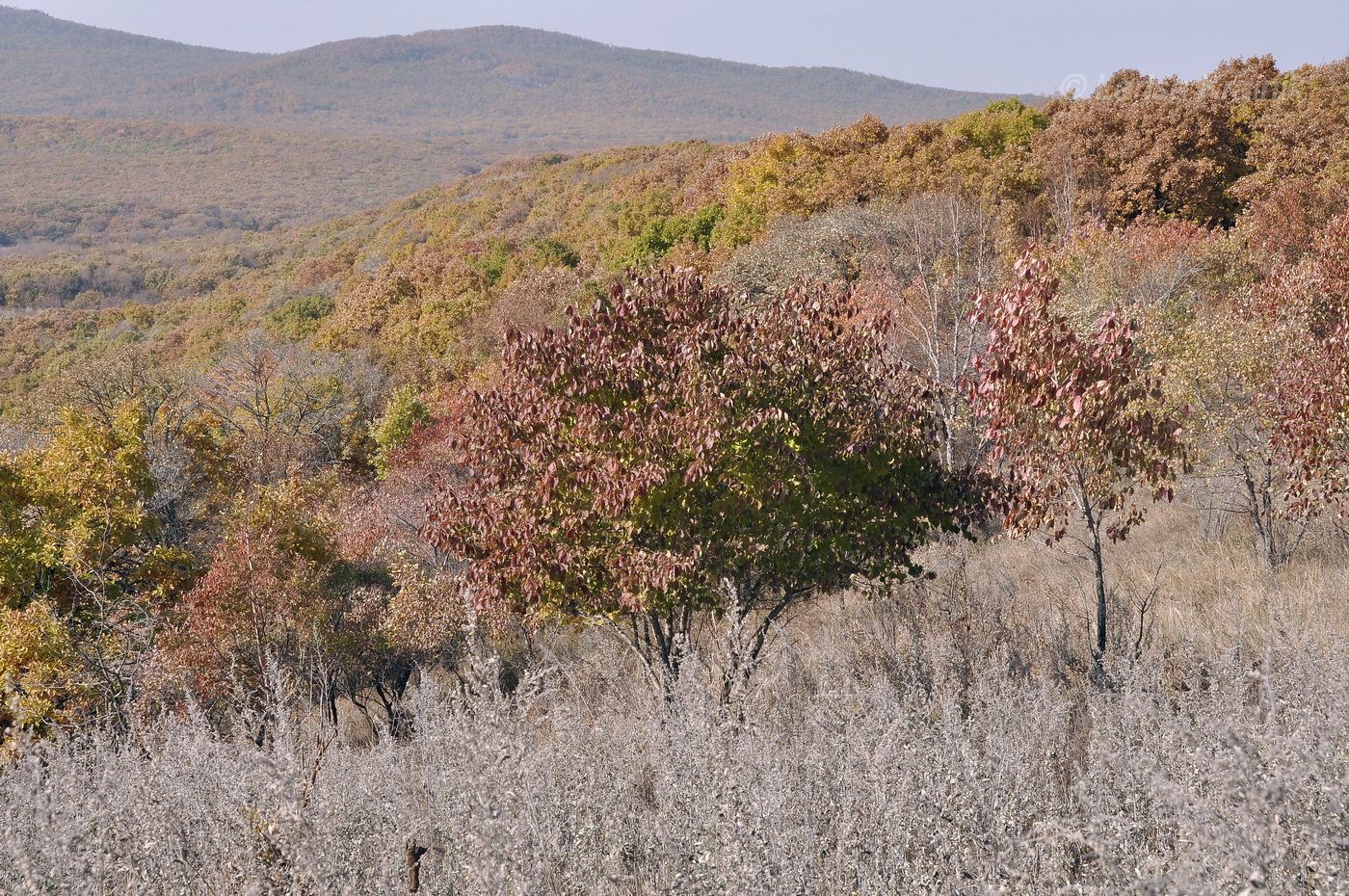 Монакино, image of landscape/habitat.