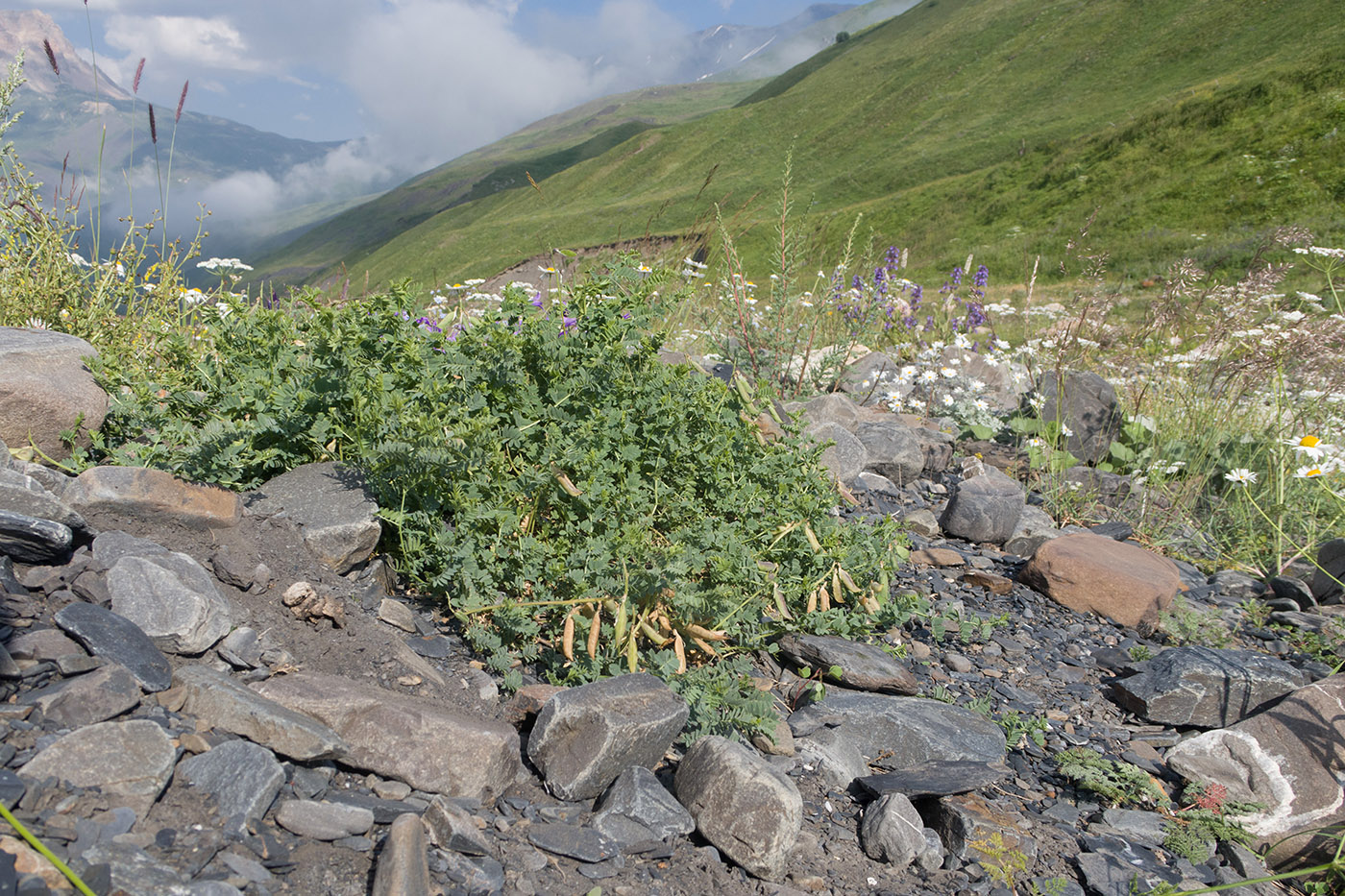 Чехычай, image of landscape/habitat.