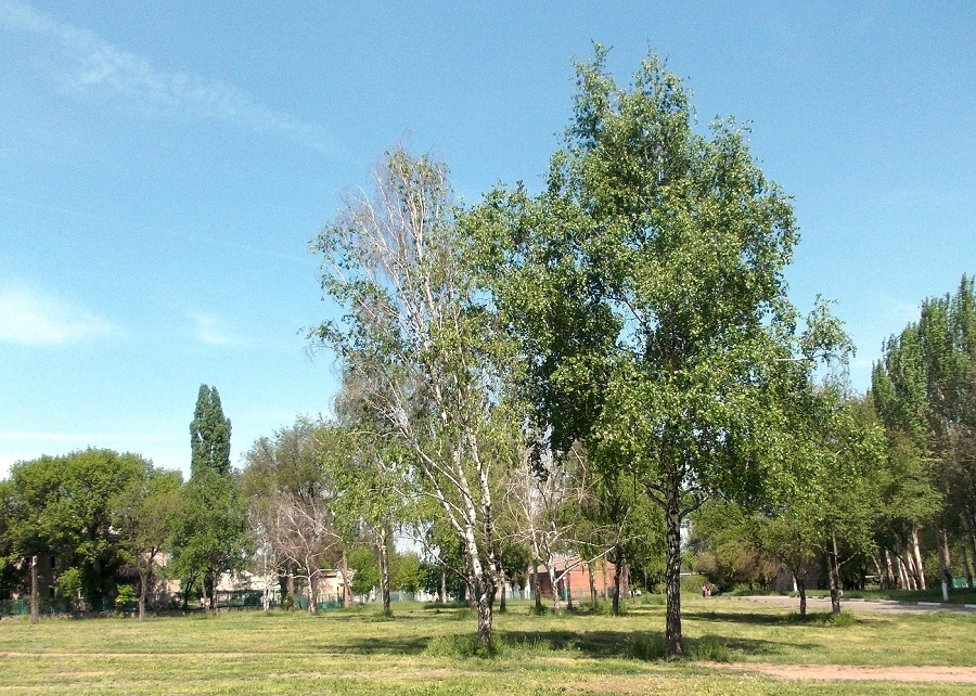 Город Запорожье, image of landscape/habitat.