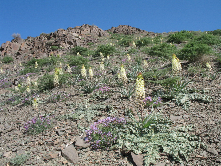 Перевал Куюк, image of landscape/habitat.