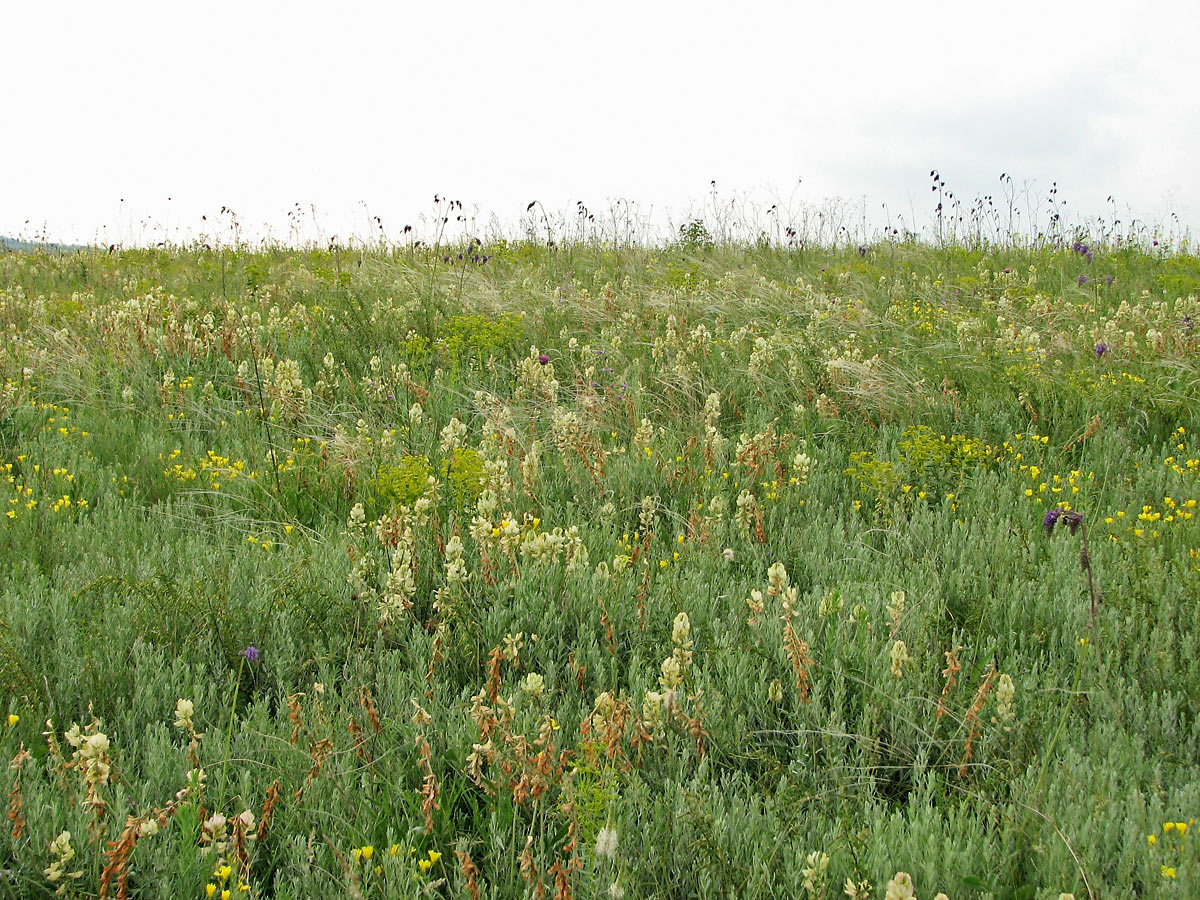 "Ларинский", image of landscape/habitat.