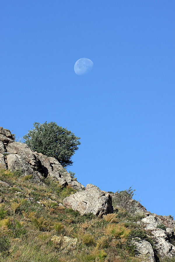 Горы Алатау, image of landscape/habitat.