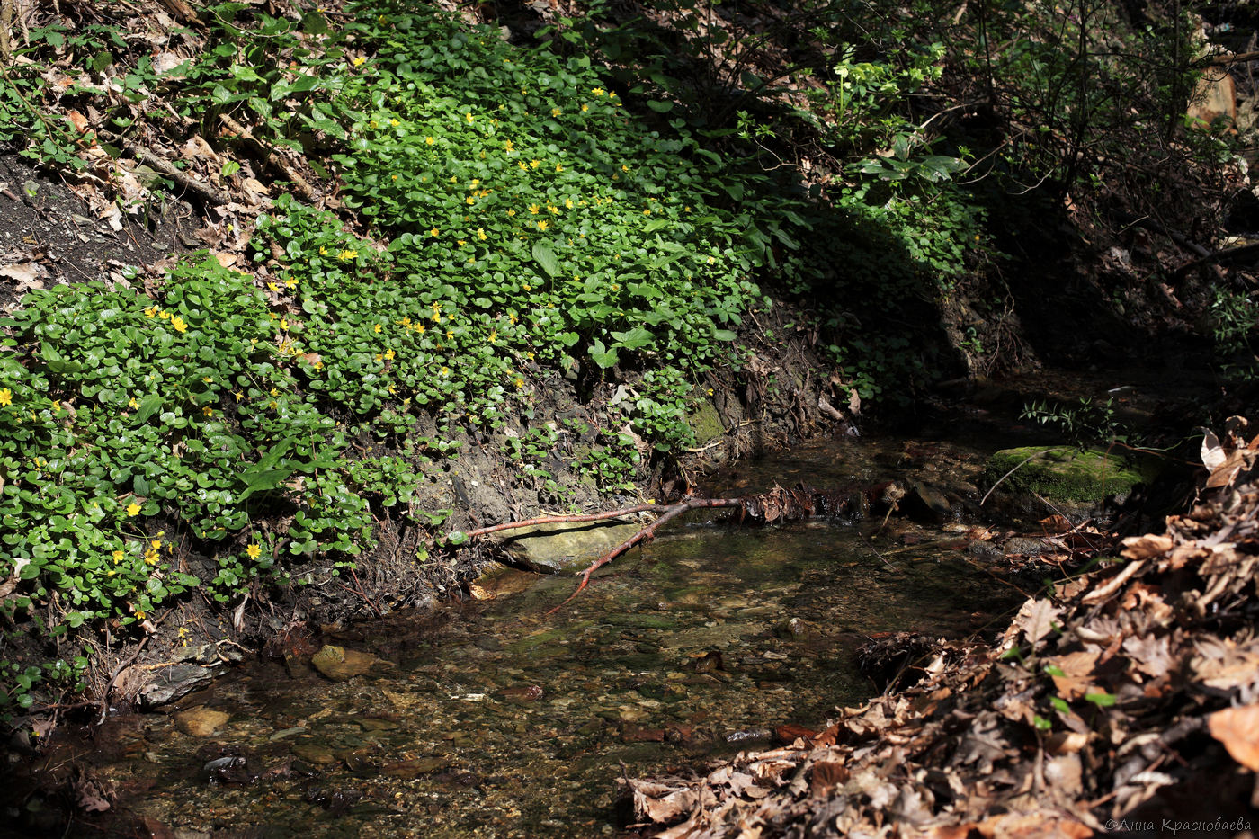 Долина ручья Красный Водопад, image of landscape/habitat.