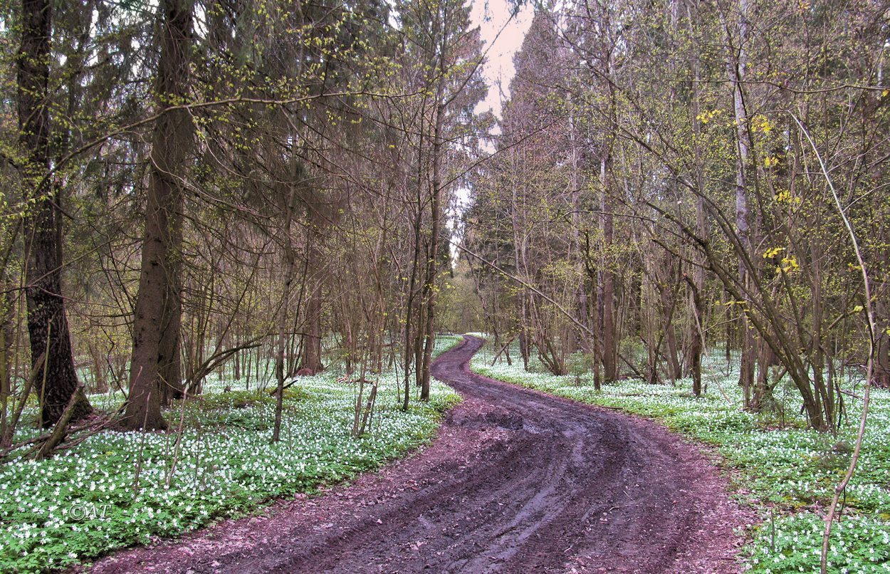 Пасовский лес, image of landscape/habitat.