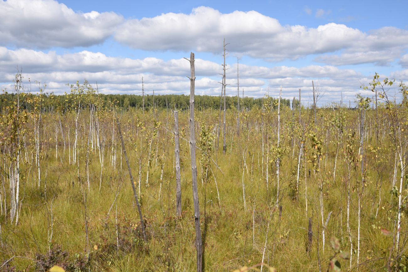 Большое Игнатовское болото, image of landscape/habitat.