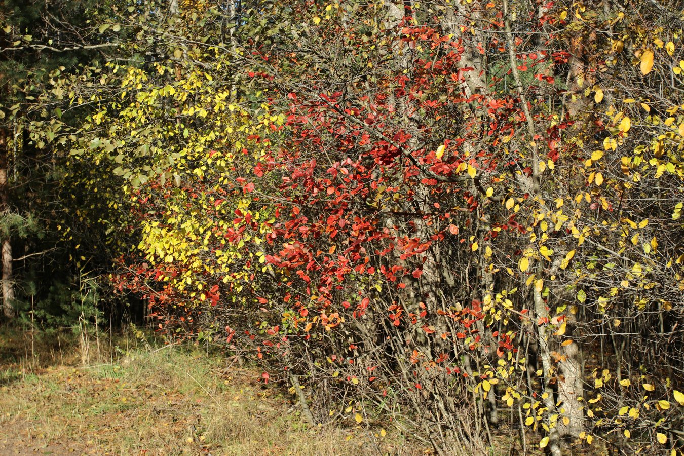 Большая Ижора, image of landscape/habitat.