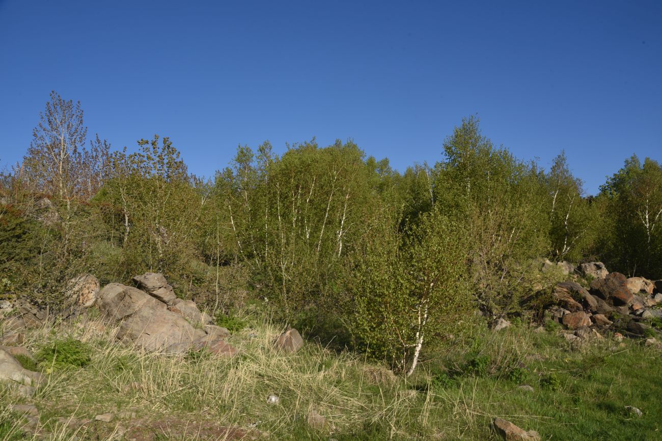 Окрестности озера Немрут, image of landscape/habitat.
