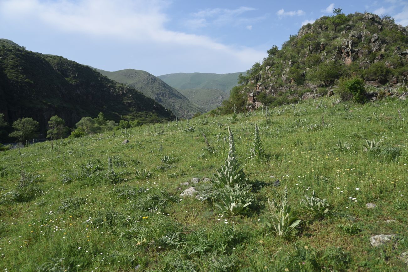 Урочище Тавкветула, image of landscape/habitat.