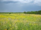 Село Ново-Зубово, изображение ландшафта.