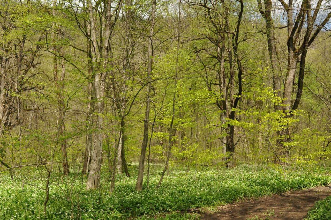 Орлиная скала, image of landscape/habitat.