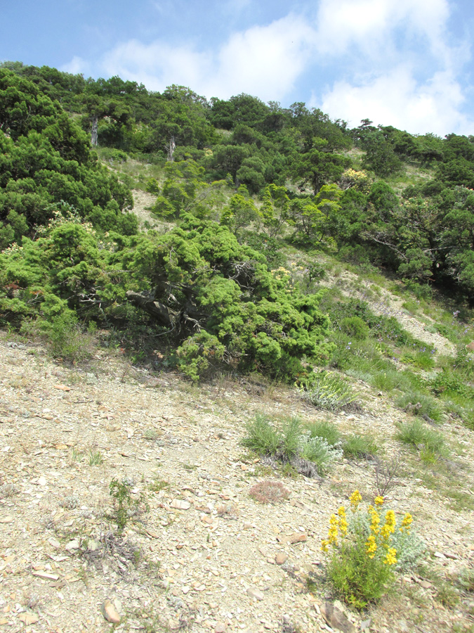 Большой Утриш, гора Солдатская, image of landscape/habitat.