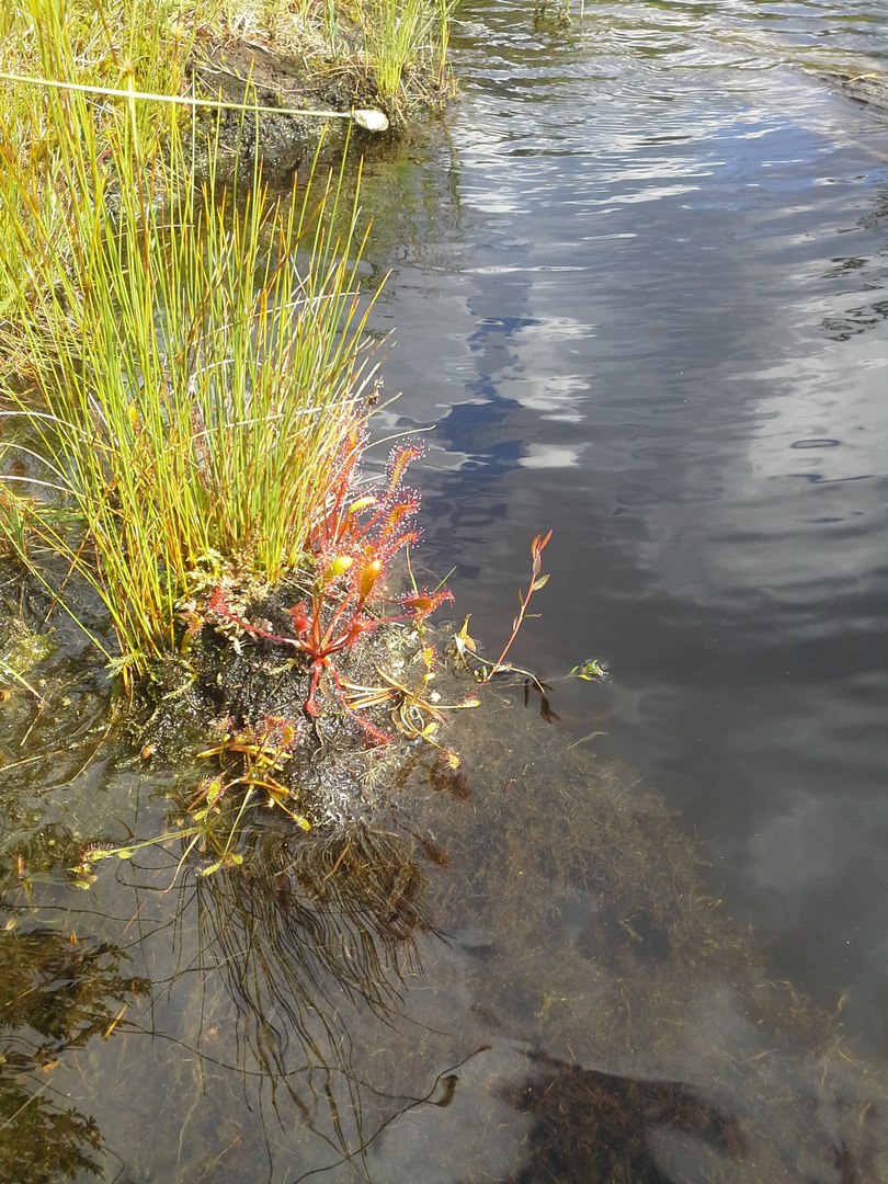 Беломорская Биостанция МГУ, image of landscape/habitat.