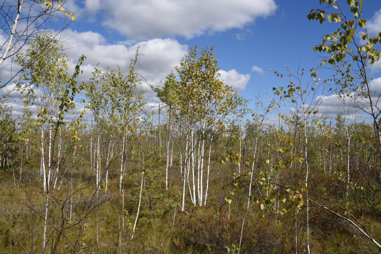 Большое Игнатовское болото, image of landscape/habitat.