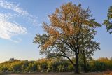 Окрестности села Марково, image of landscape/habitat.